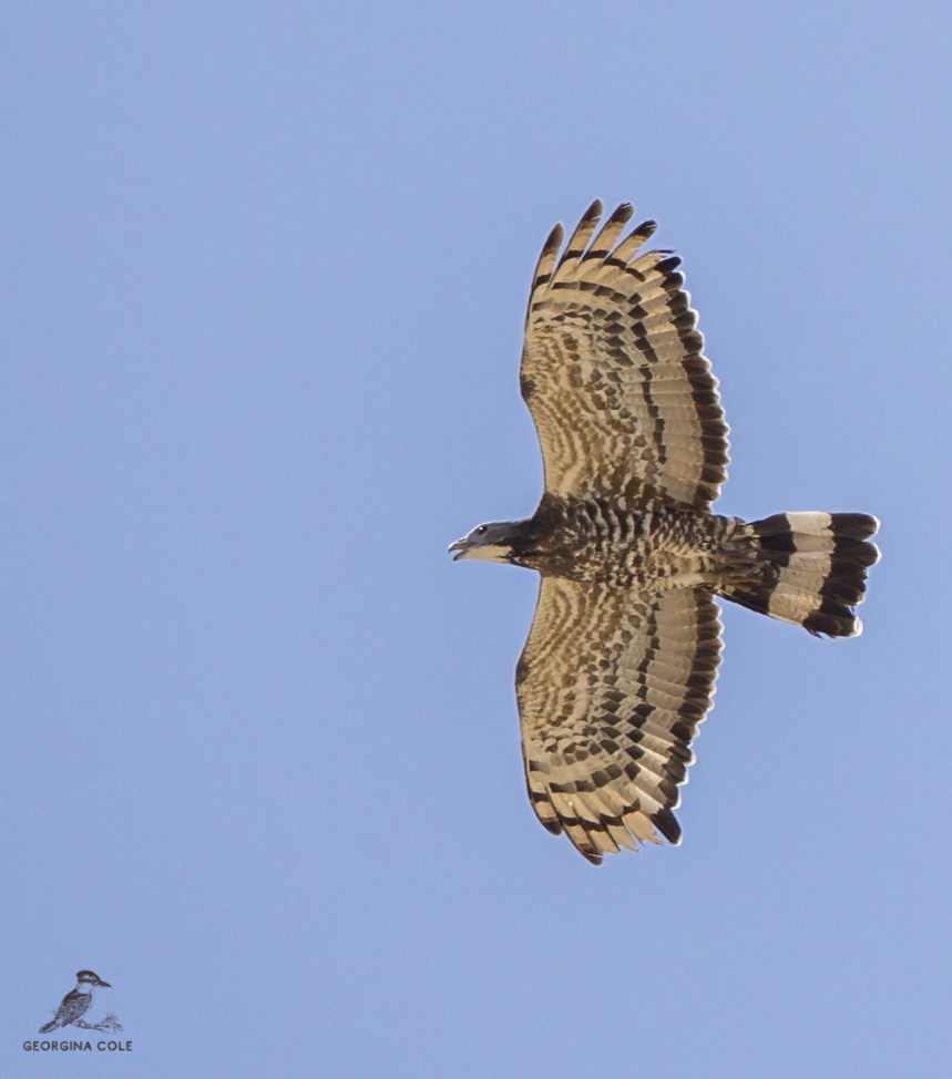 image Oriental Honey-buzzard